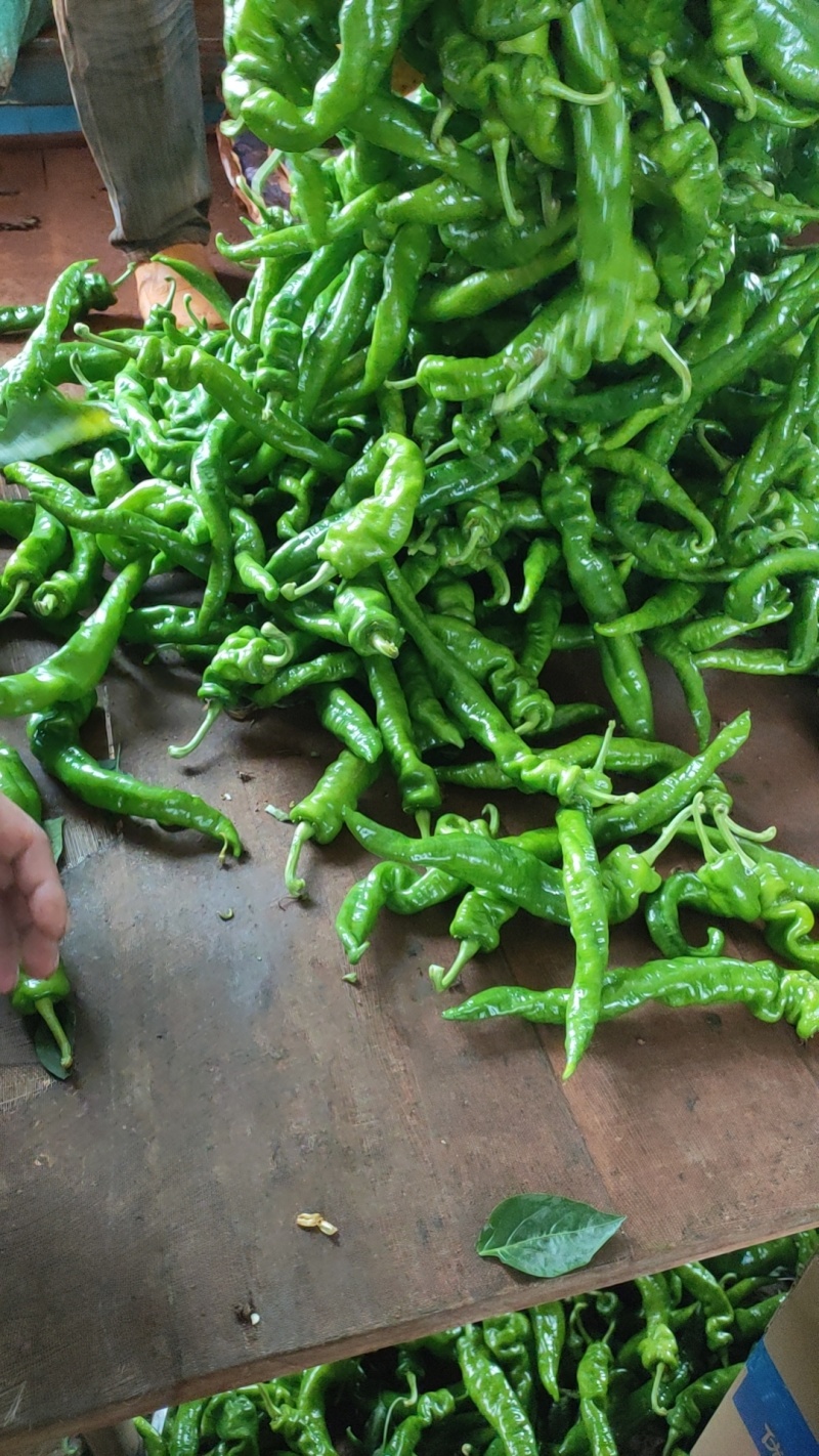 螺丝椒，福建广东万亩基地直发全国各地区，电商货，食堂