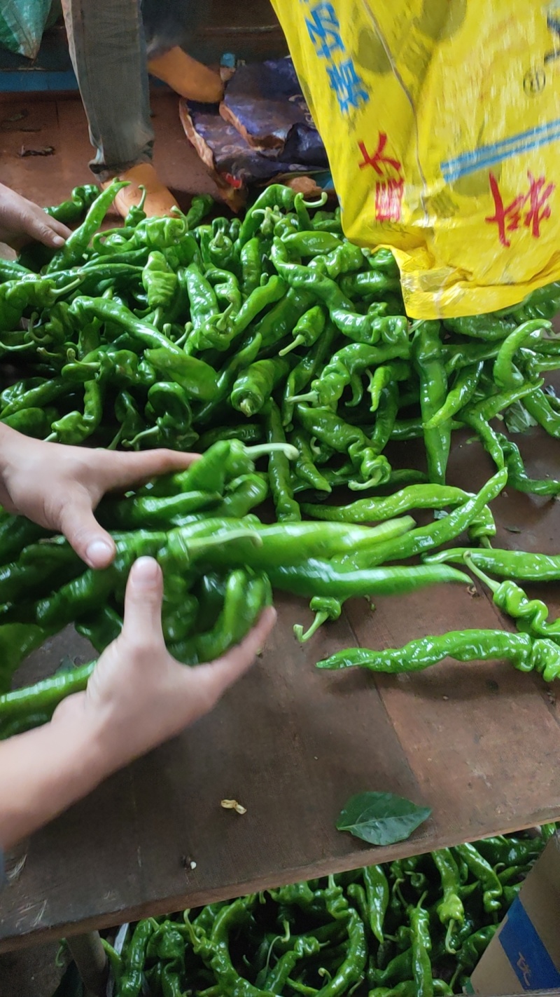 螺丝椒，福建广东万亩基地直发全国各地区，电商货，食堂