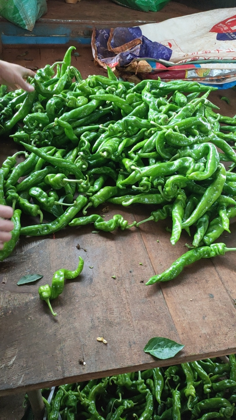 螺丝椒，福建广东万亩基地直发全国各地区，电商货，食堂