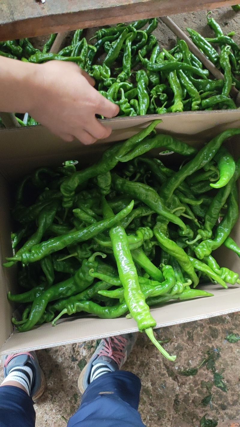 螺丝椒，福建广东万亩基地直发全国各地区，电商货，食堂
