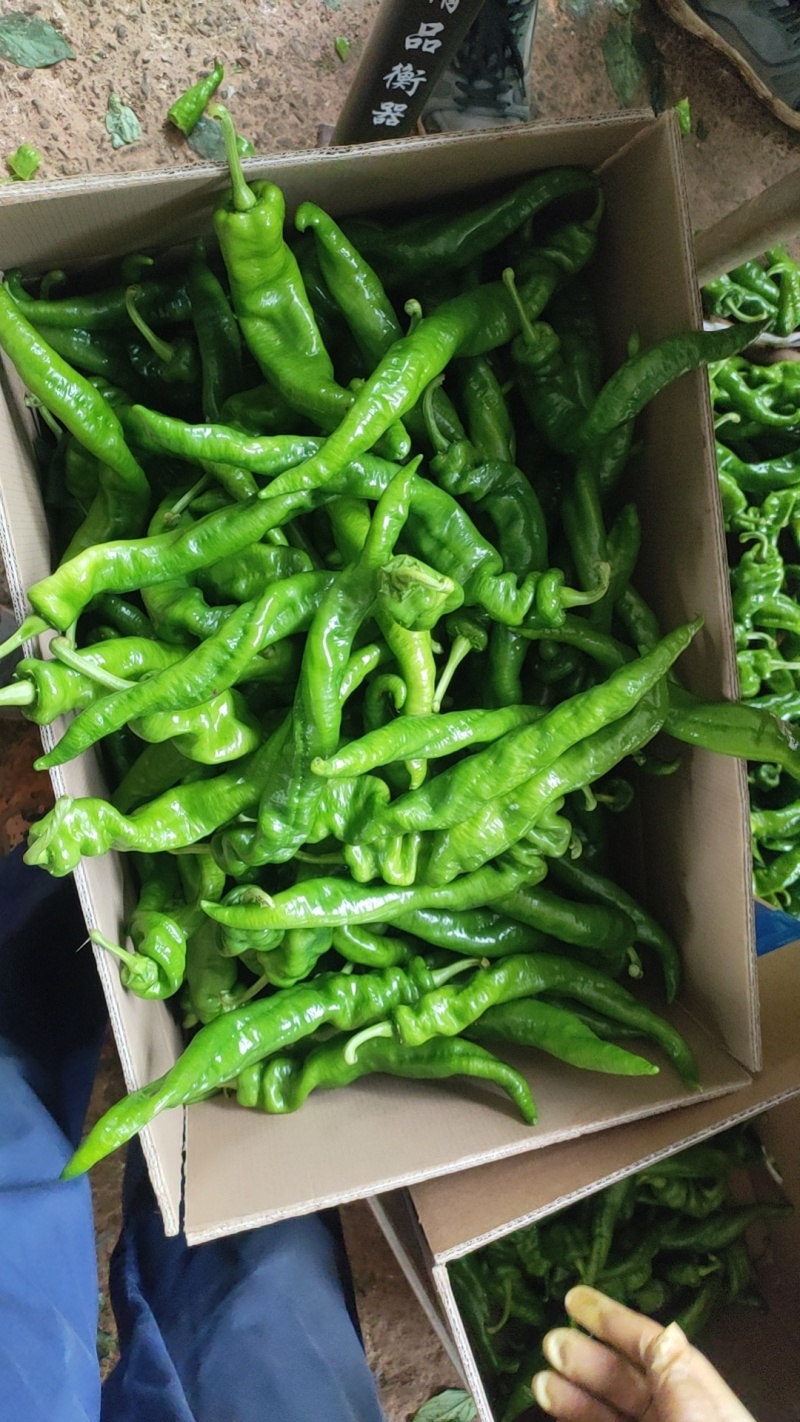 螺丝椒，福建广东万亩基地直发全国各地区，电商货，食堂