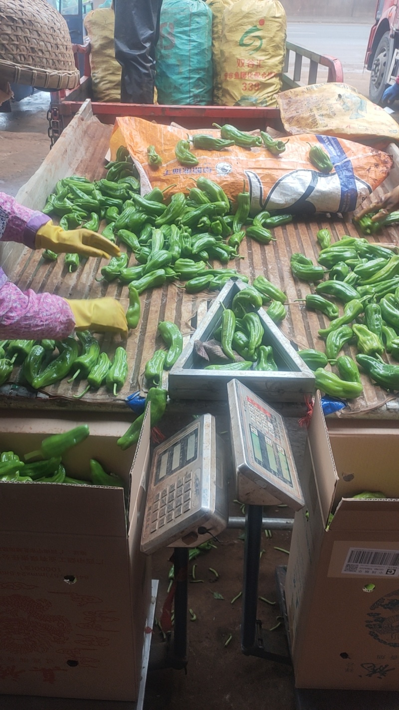 螺丝椒，福建广东万亩基地直发全国各地区，电商货，食堂