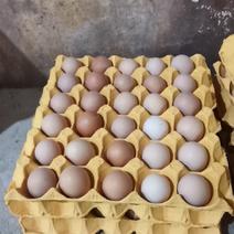 农五单色土鸡蛋，精品新鲜，口感好品色好自家养殖，随时发货