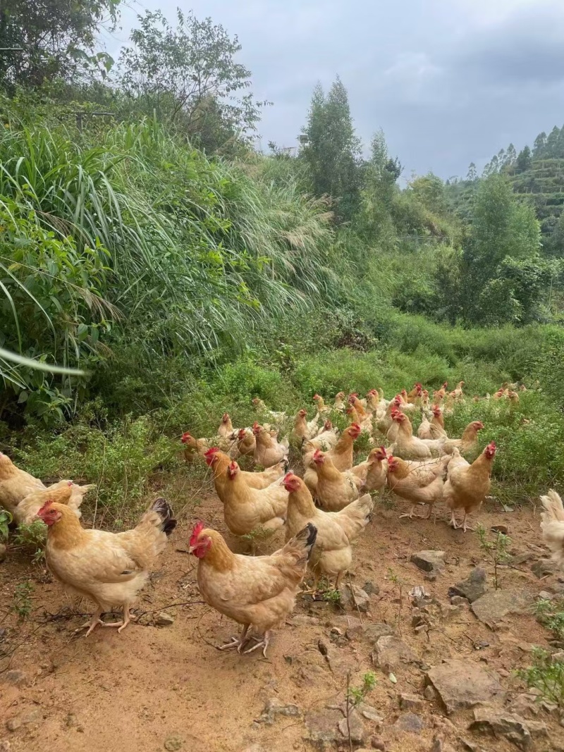 五指毛桃鸡盐焗鸡咸香入骨不会太咸，胜在味道好。
