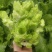 【牛商推荐】儿菜四川云南儿菜新鲜上市物美价廉欢迎选购