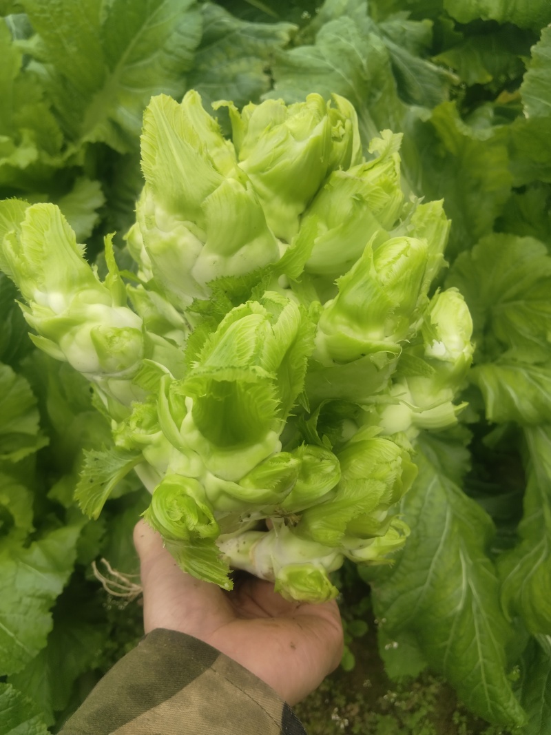 【牛商推荐】儿菜四川云南儿菜新鲜上市物美价廉欢迎选购