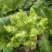 【牛商推荐】儿菜四川云南儿菜新鲜上市物美价廉欢迎选购