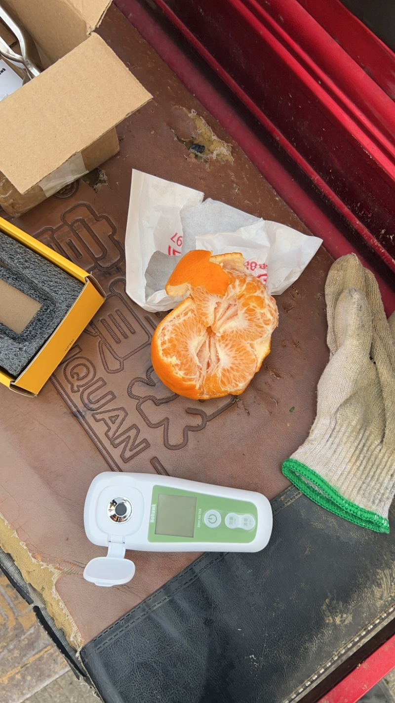 春见耙耙柑柑桔