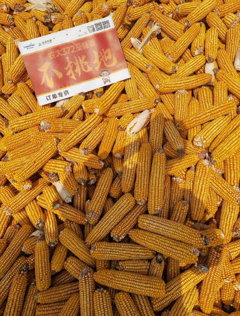 农大372玉米种子：抗性好棒子大高产不空棵