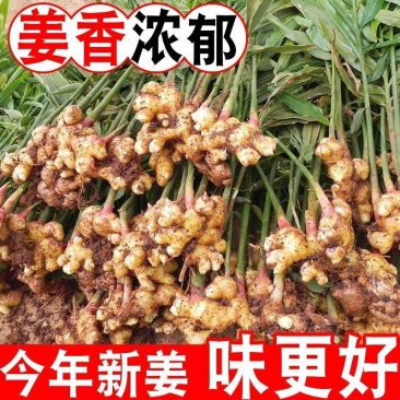 云南正宗自家种植小黄姜，长期供应，欢迎各大客商电联咨询！