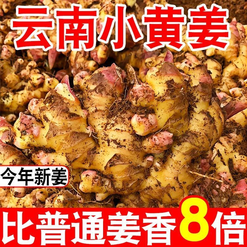 云南正宗自家种植小黄姜，长期供应，欢迎各大客商电联咨询！