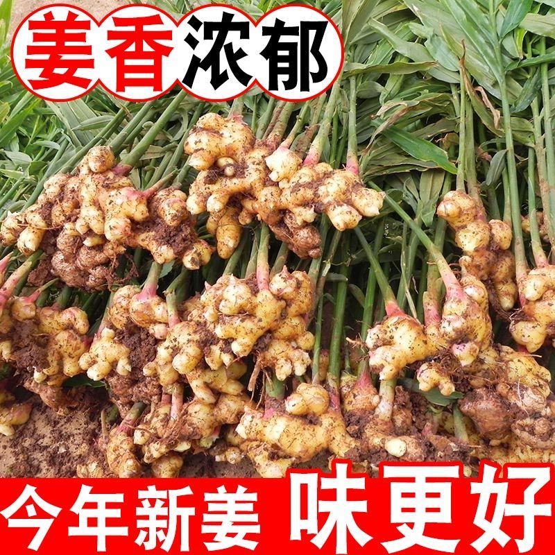 云南正宗自家种植小黄姜，长期供应，欢迎各大客商电联咨询！