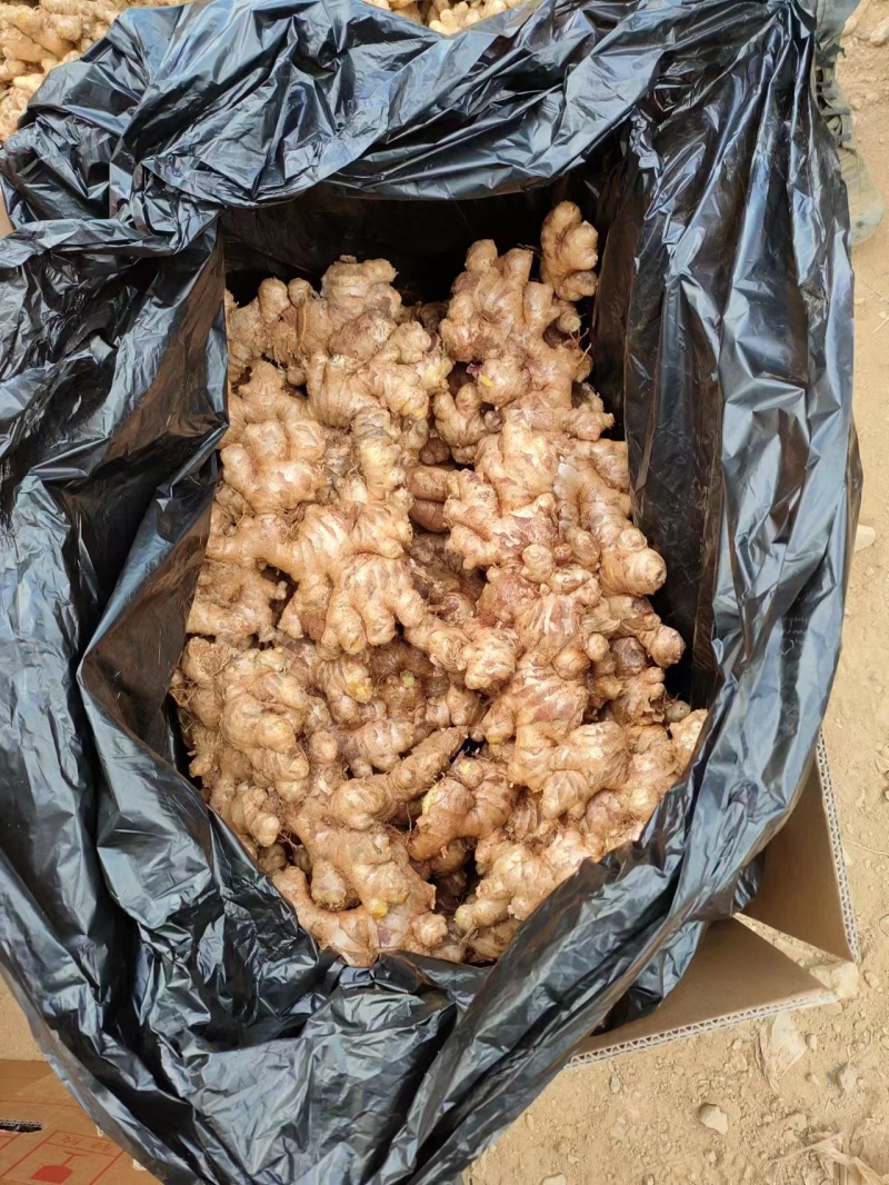 云南正宗自家种植小黄姜，长期供应，欢迎各大客商电联咨询！