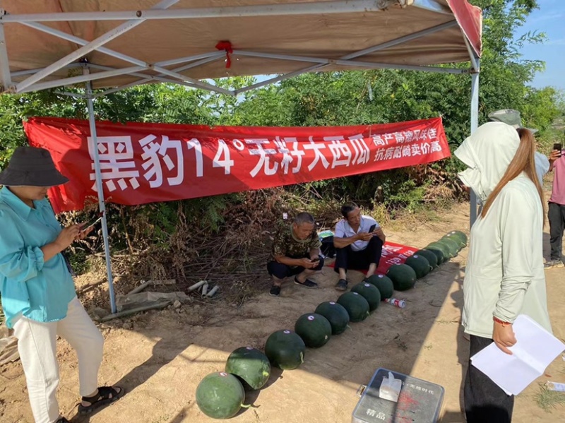 黑豹14甜王西瓜种子
