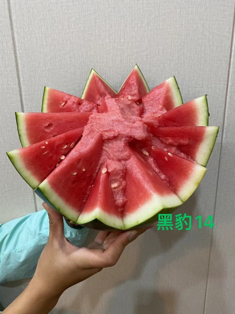 黑豹14甜王西瓜种子