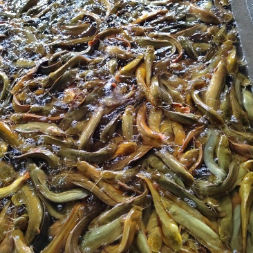 三黄塘虱鱼