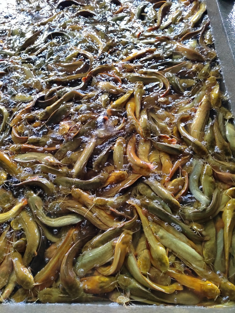 三黄塘虱鱼