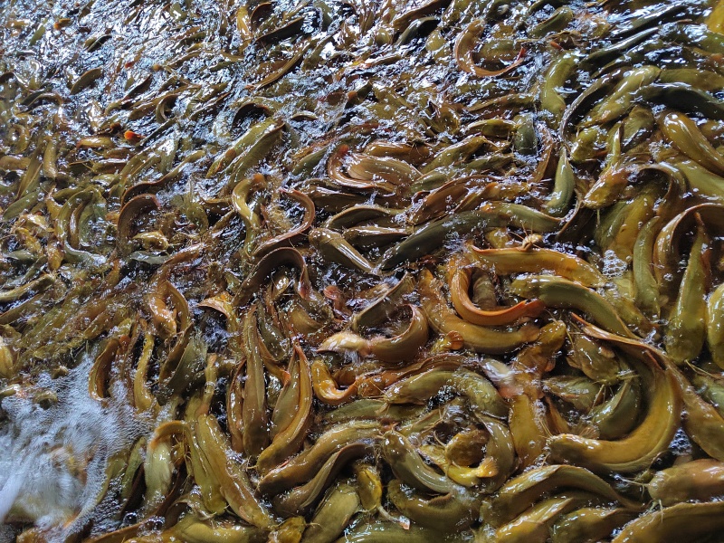 三黄塘虱鱼