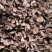 纯野生自家采的榛蘑货量充足欢迎选购对接全国视频看货