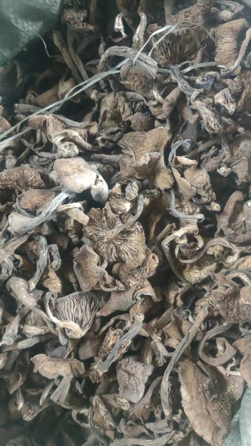 纯野生自家采的榛蘑货量充足欢迎选购对接全国视频看货