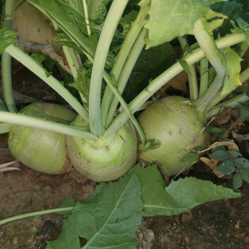 芥菜疙瘩咸菜纯绿色食品无农药化肥药材地带种洁净干脆