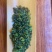兰花香铁观音礼盒装，安溪源头茶农家新茶，自产自销粒粒鲜绿