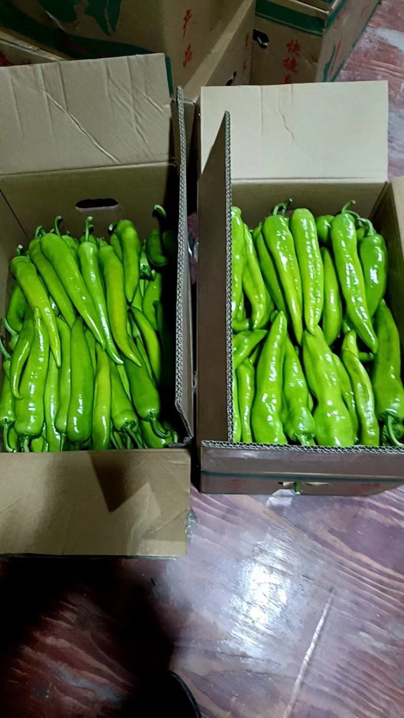 辣椒尖椒大量供应新鲜采摘量大从优价格美丽欢迎咨询