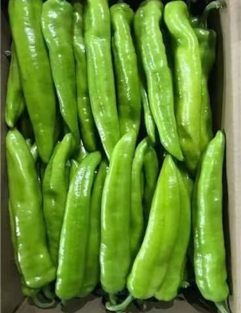 辣椒尖椒大量供应新鲜采摘量大从优价格美丽欢迎咨询