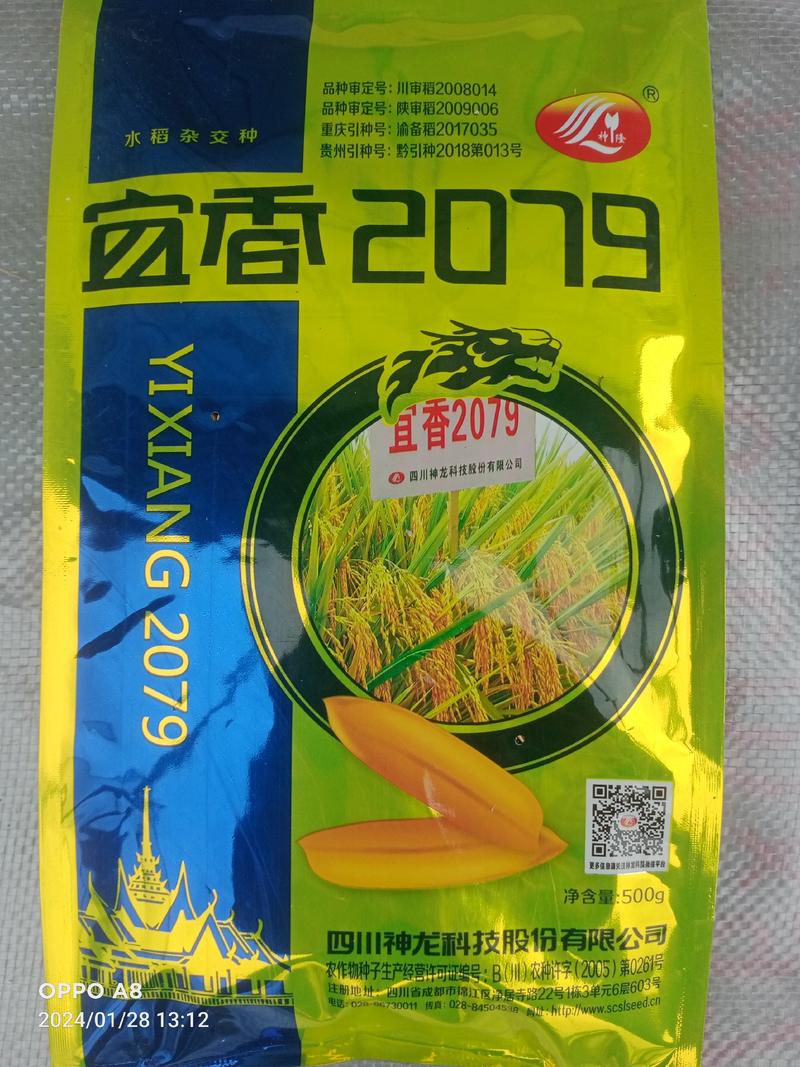 水稻杂交种子宜香2079，浓香型泰米味，川审陕审渝备黔引