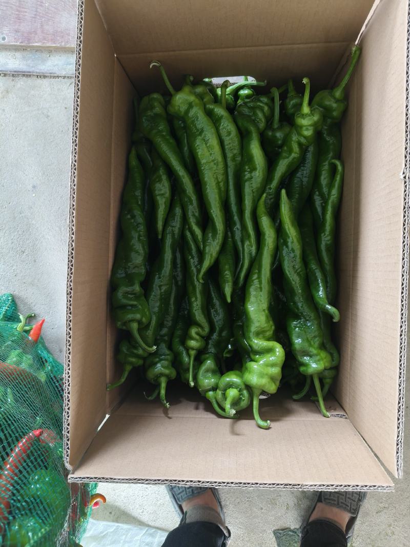 【推荐】鲜辣椒/螺丝椒大量供应福建发货量大从优欢迎咨询