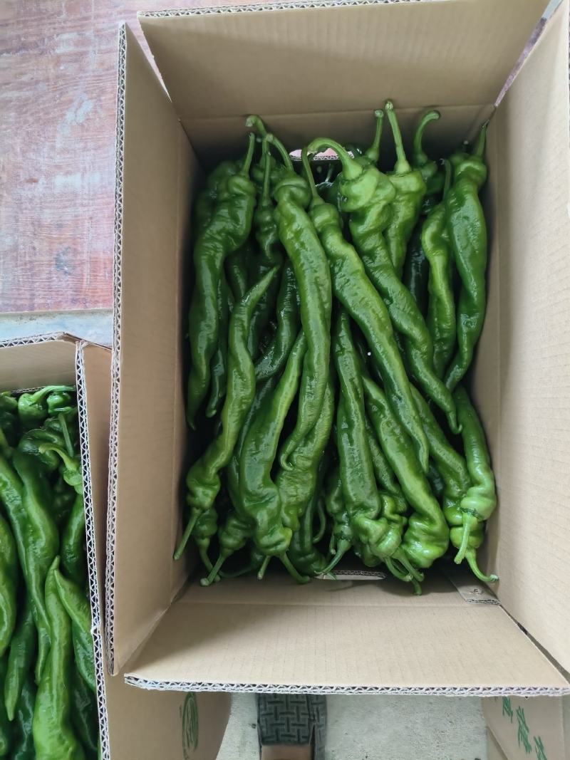 【推荐】鲜辣椒/螺丝椒大量供应福建发货量大从优欢迎咨询