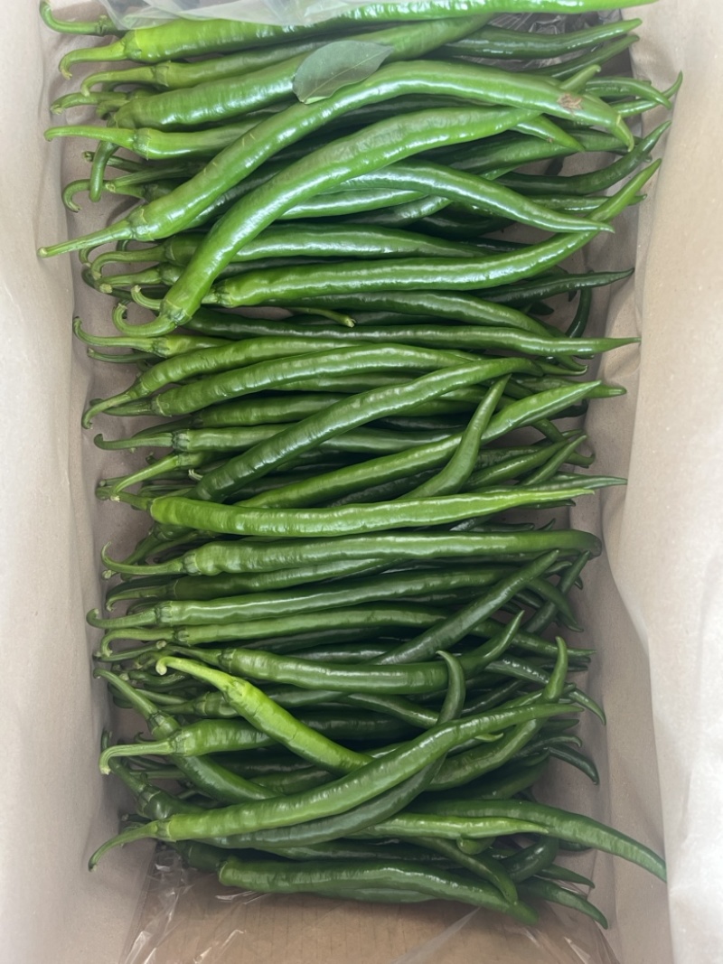 【推荐】线椒、3号线、鲜辣椒、蔬菜、茄果、8号线