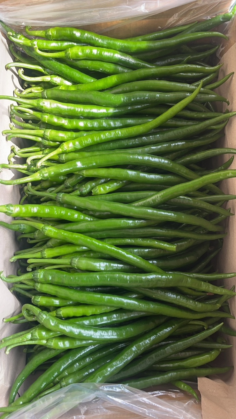 【推荐】线椒、3号线、鲜辣椒、蔬菜、茄果、8号线