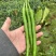 【推荐】线椒、3号线、鲜辣椒、蔬菜、茄果、8号线