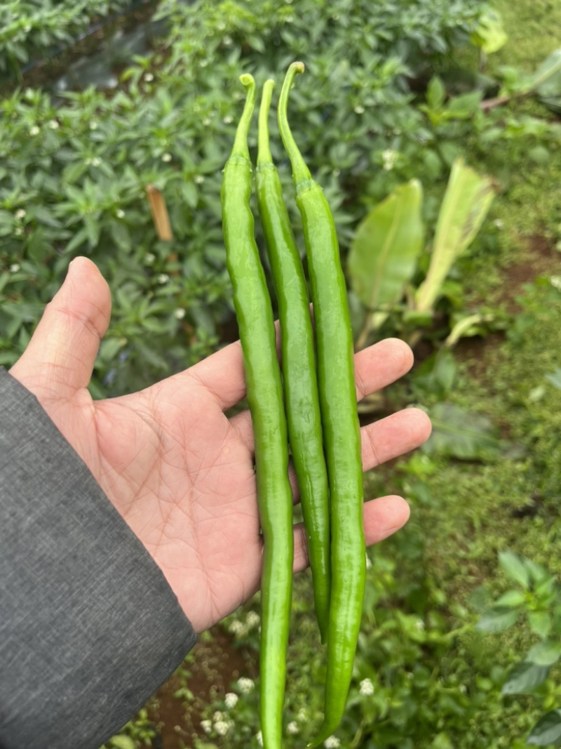 【推荐】线椒、3号线、鲜辣椒、蔬菜、茄果、8号线