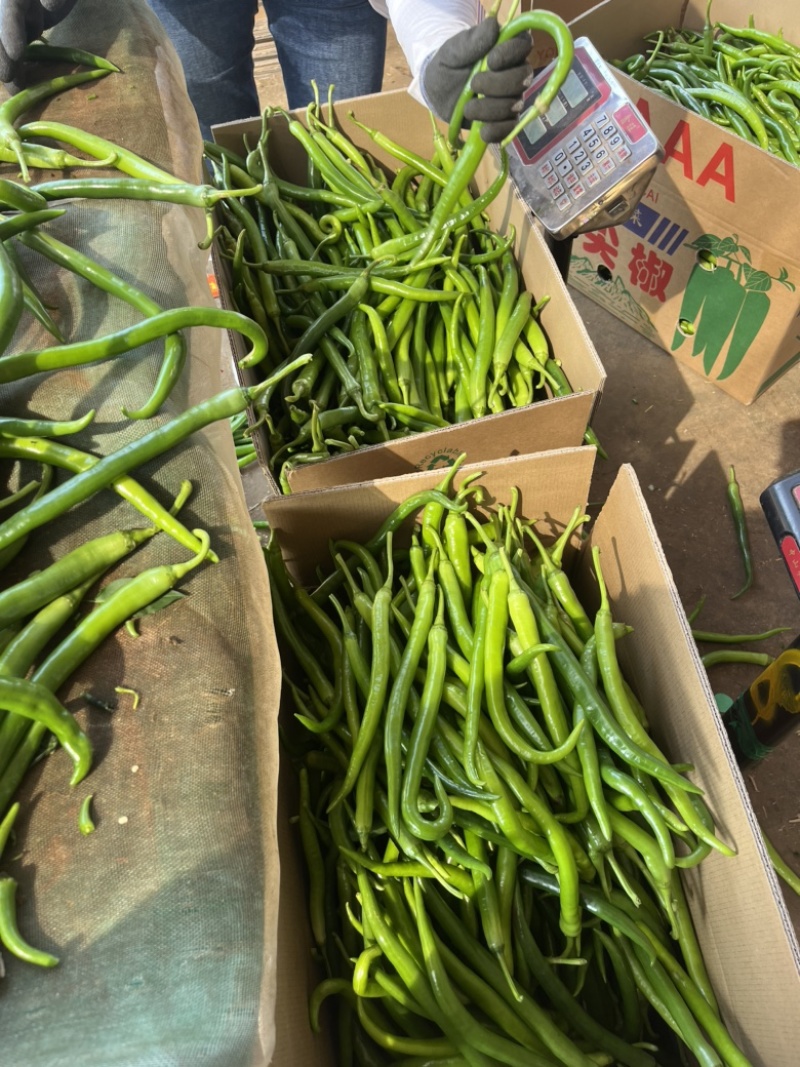 【推荐】线椒、3号线、鲜辣椒、蔬菜、茄果、8号线