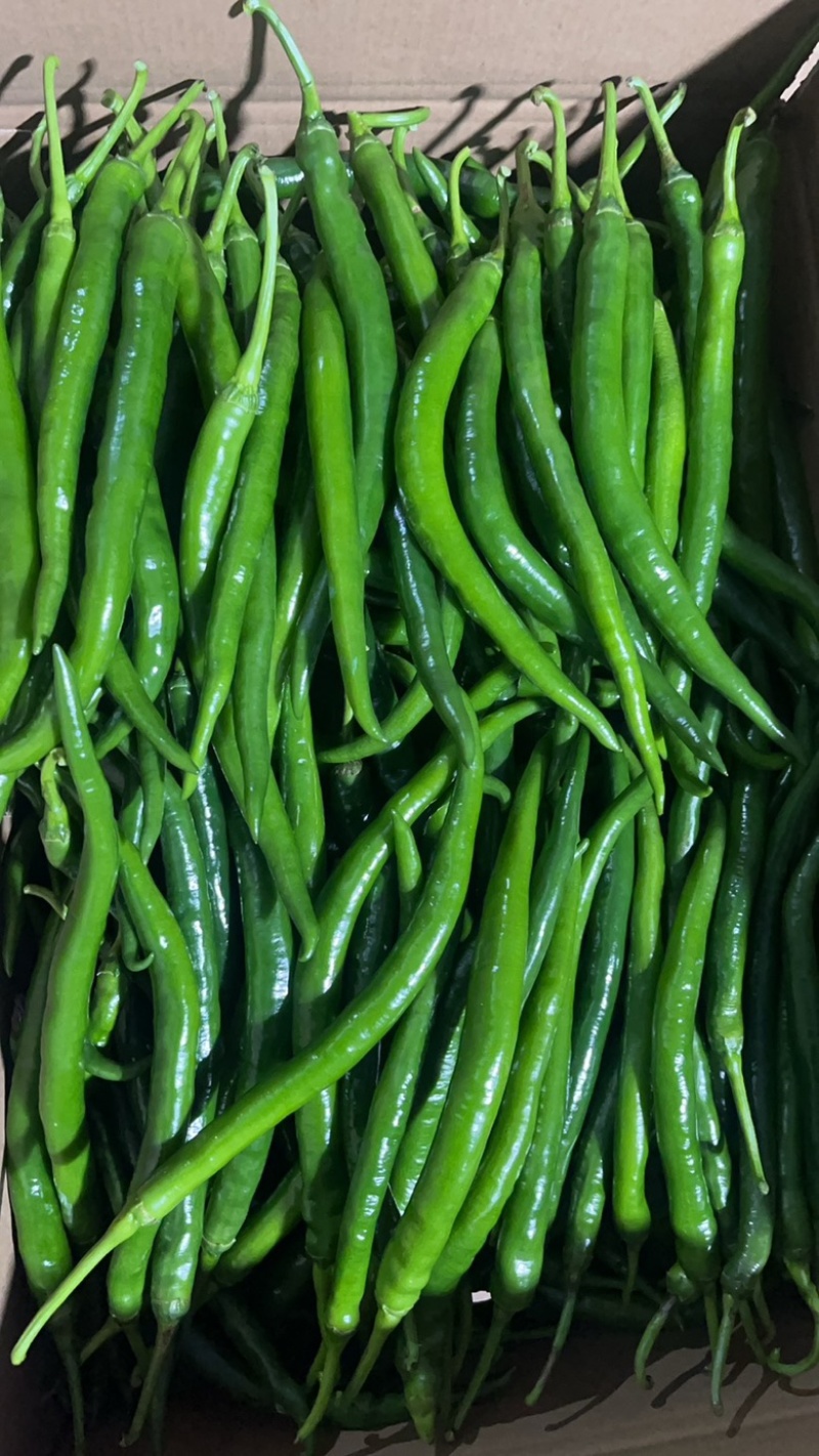 【推荐】线椒、3号线、鲜辣椒、蔬菜、茄果、8号线