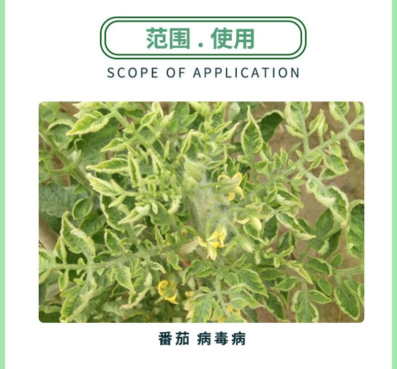 剑牌剑仙20%丁子香酚番茄病毒病杀菌剂丁子香酚水乳剂农药