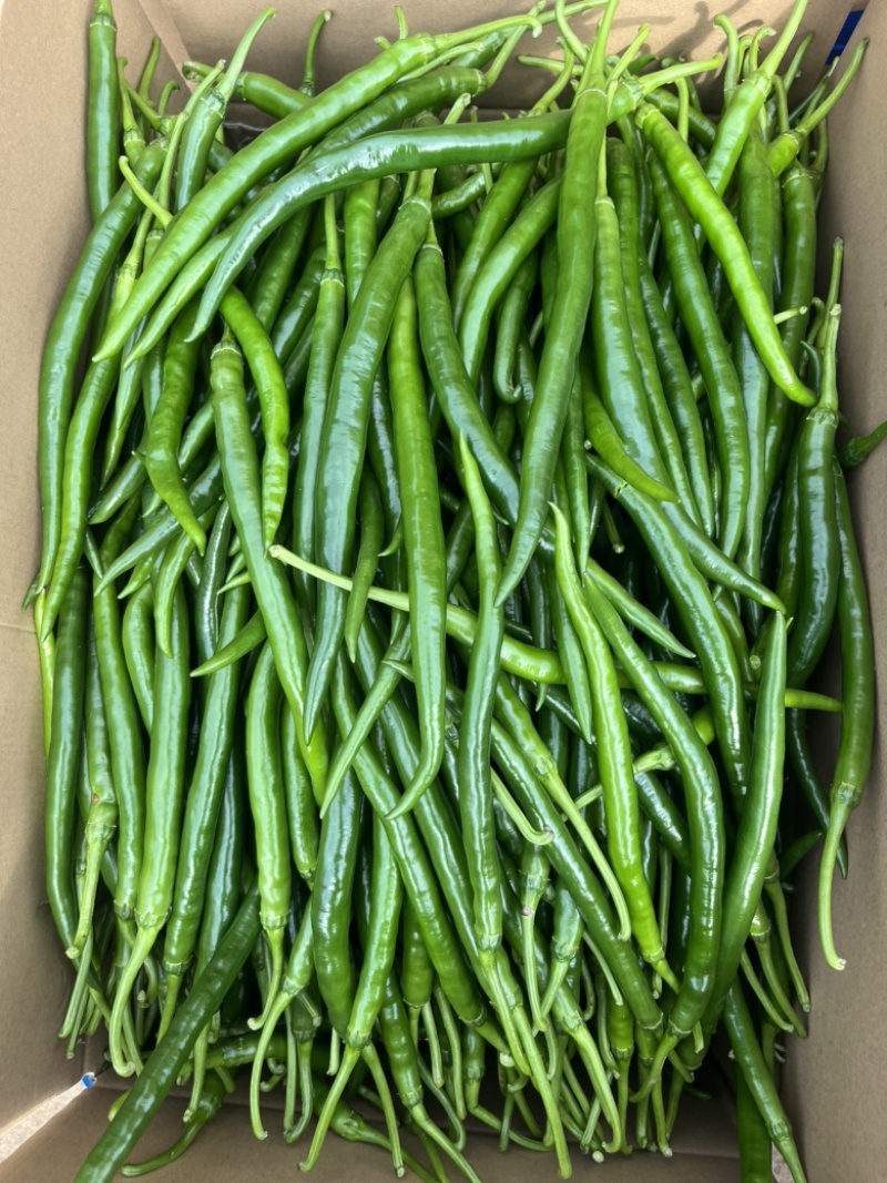 【推荐】线椒、3号线、鲜辣椒、蔬菜、茄果、8号线