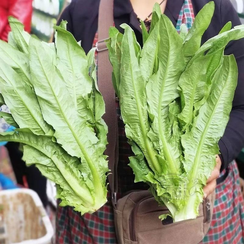 精品油麦菜品质高价格美现货直发货源充足欢迎客商咨询