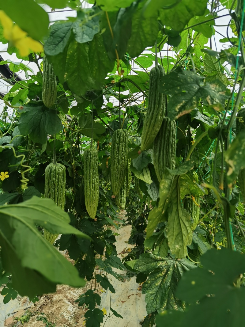 早熟瓜多多福珍珠苦瓜种子抗逆性强适应性广座果多