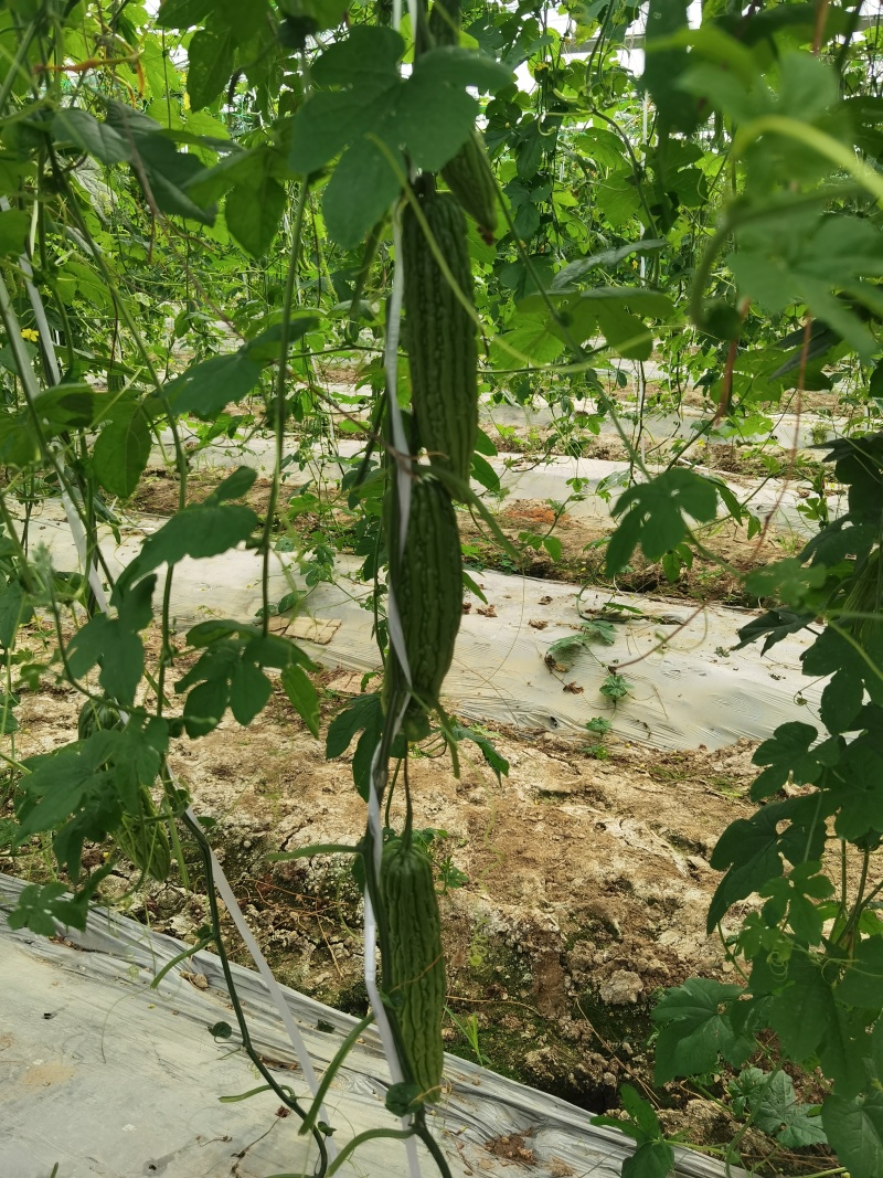早熟瓜多多福珍珠苦瓜种子抗逆性强适应性广座果多
