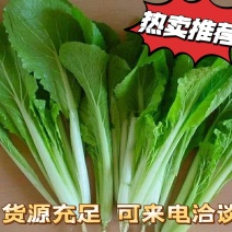 小白菜货量充足价格便宜量大从优看上的可来电咨询