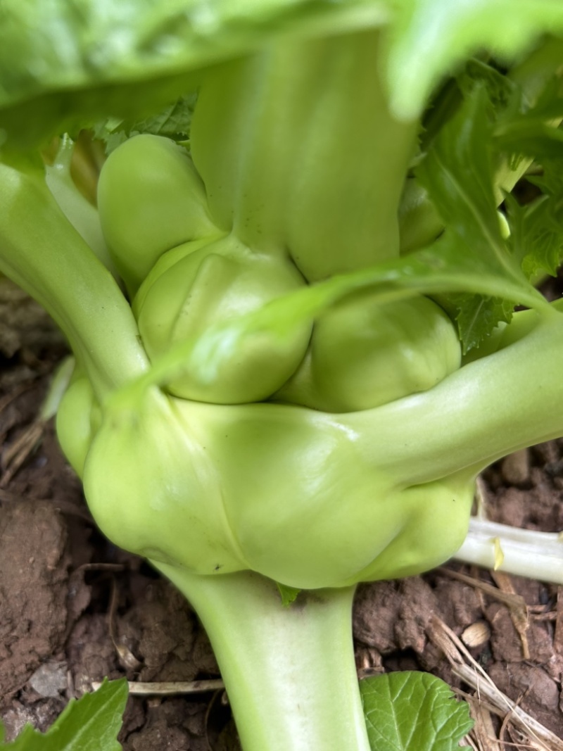榨菜大头菜芥菜疙瘩菜需要的老板联系