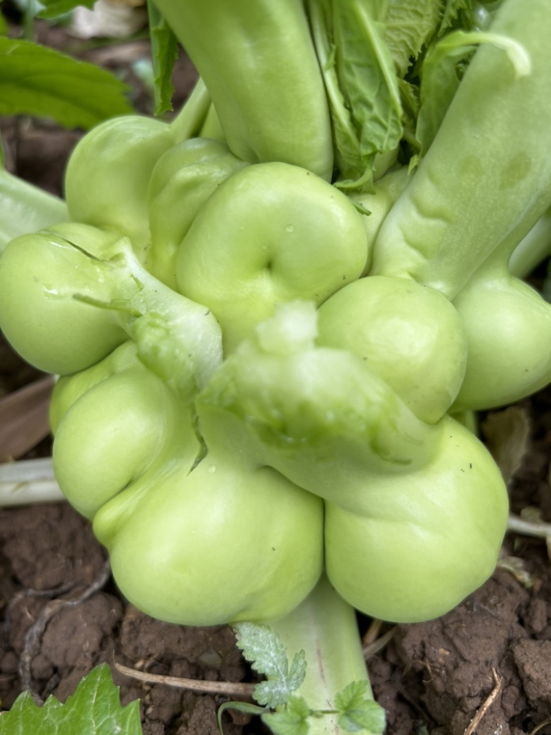 榨菜大头菜芥菜疙瘩菜需要的老板联系