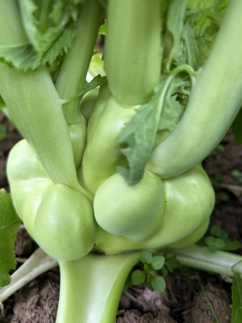 榨菜大头菜芥菜疙瘩菜需要的老板联系