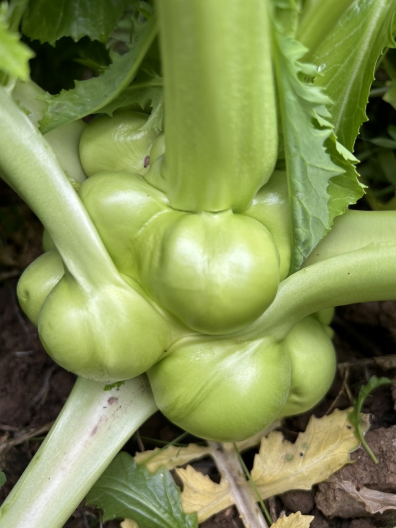 榨菜大头菜芥菜疙瘩菜需要的老板联系