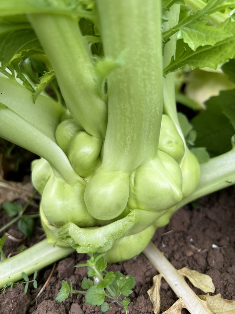 榨菜大头菜芥菜疙瘩菜需要的老板联系