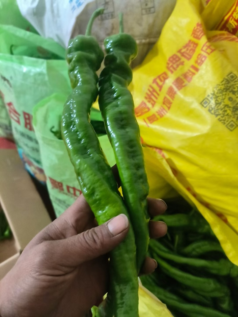精品螺丝椒