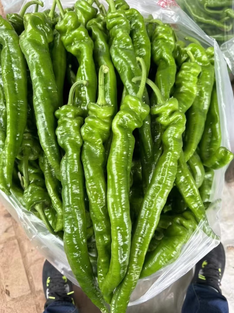 精品螺丝椒